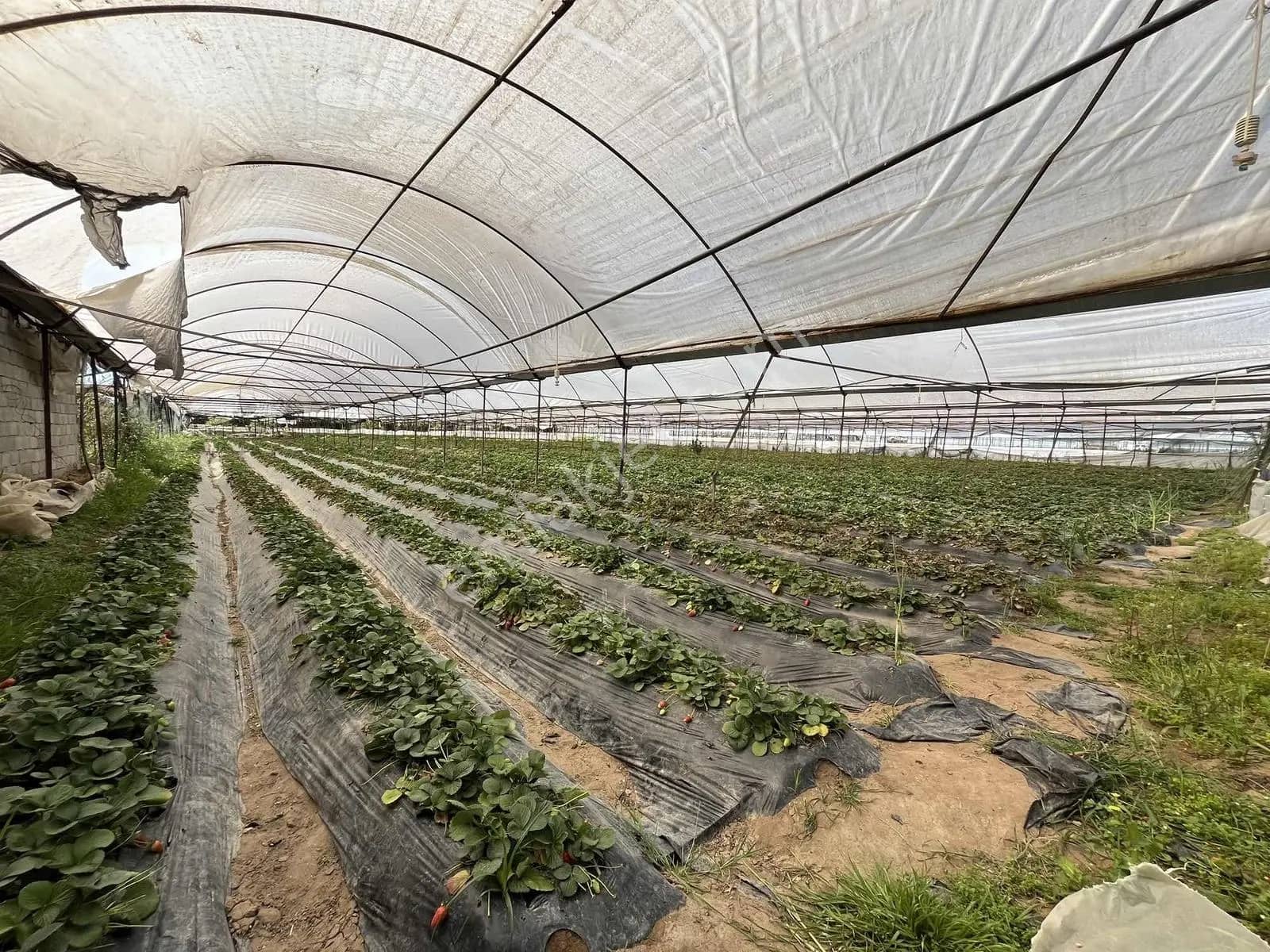 Kemerağzı'nda Asfalt Yola Sıfır 4.450 M2 Çilek Tarlası ilan görseli
