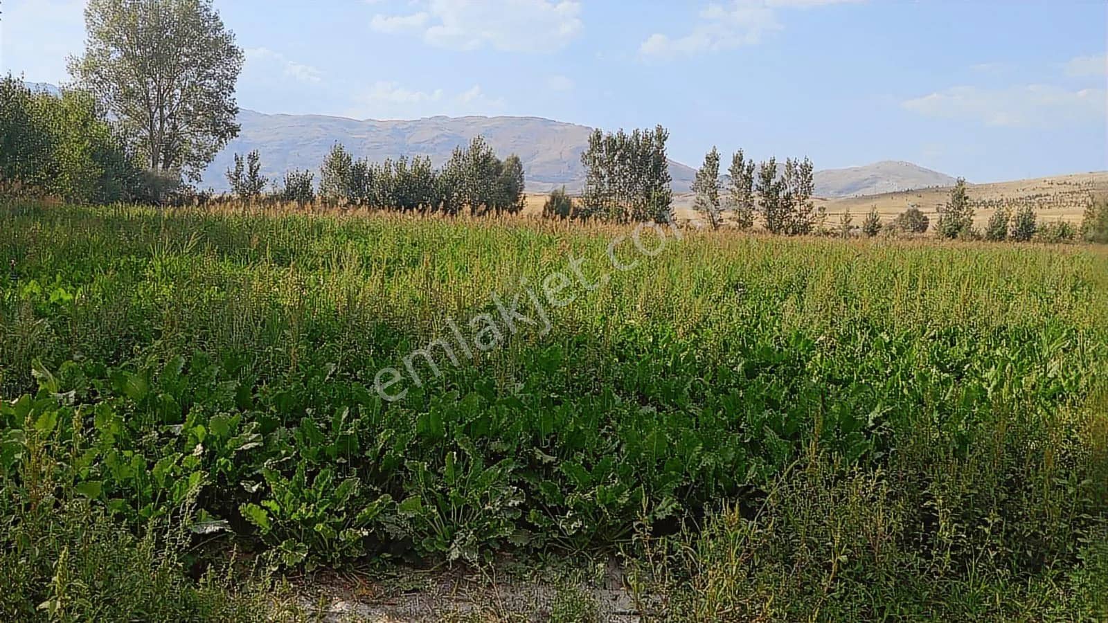 Şaka Değil Bu Bölgede 104 Dönüm Bu Fiyata ilan görseli