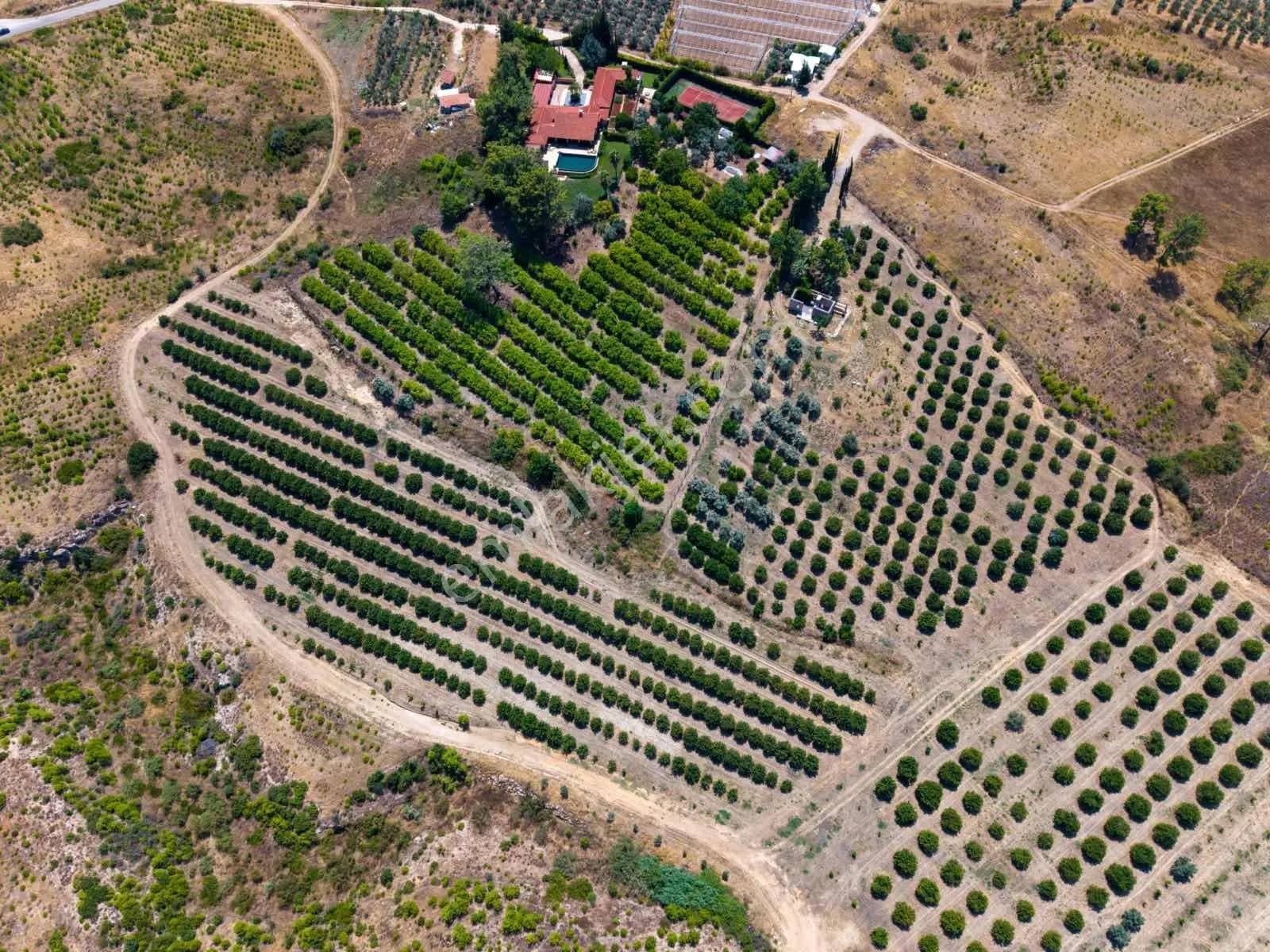 Aksu Kurşunluda 32.826 M² Bakımlı Portakal Bahçesi 1.200 Ağaçlı