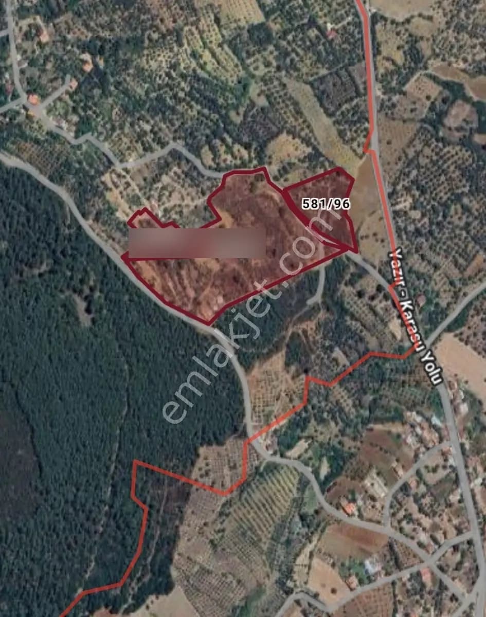 Aydın Karacasu Satılık Zeytinlik, 43.706m2, 3 Bitişik Parsel