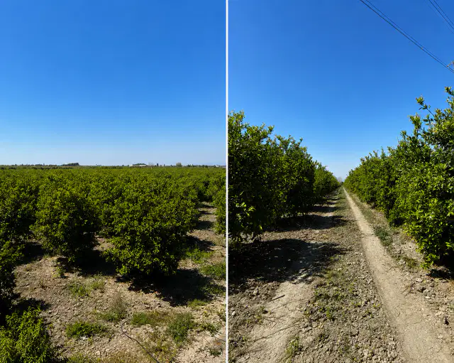 Mersin / Tarsus Mantaş Mahallesinde Narenciye Bahçesi — görsel 4