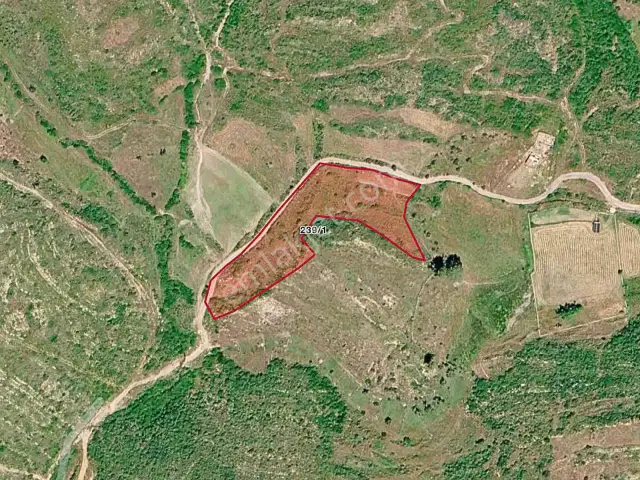 Acil Gökpınar'da 6317 M2 Resmi Yol+en İyi Fiyat+orman Cephe