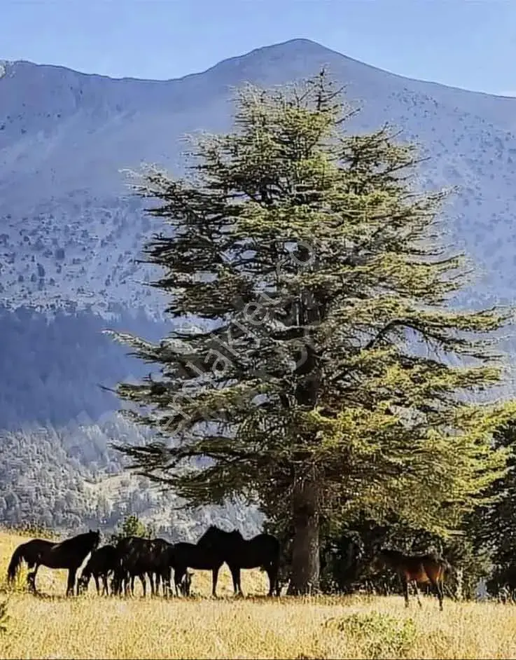 Yarbaşçandırın En Güzel Arsası...! — görsel 3