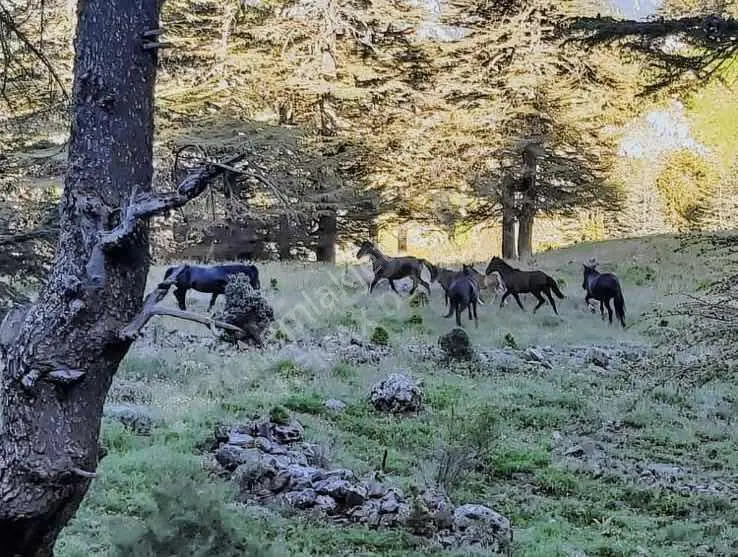 Yarbaşçandırın En Güzel Arsası...! — görsel 6