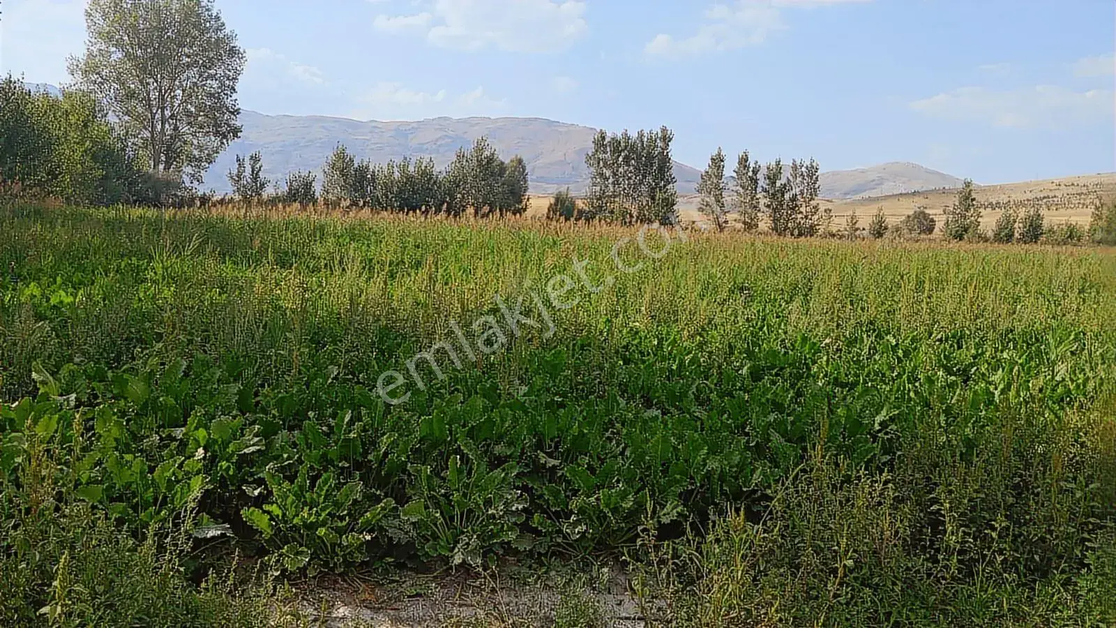Şaka Değil Bu Bölgede 104 Dönüm Bu Fiyata