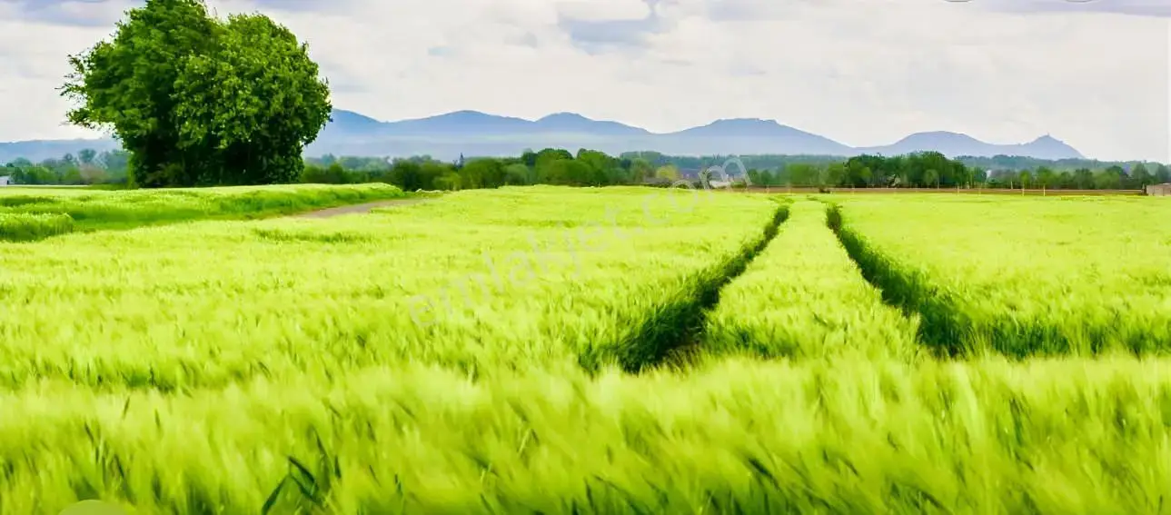 Berrin Kavcar'dan Elmalı'da Kiralık Büyük Arazi — görsel 2