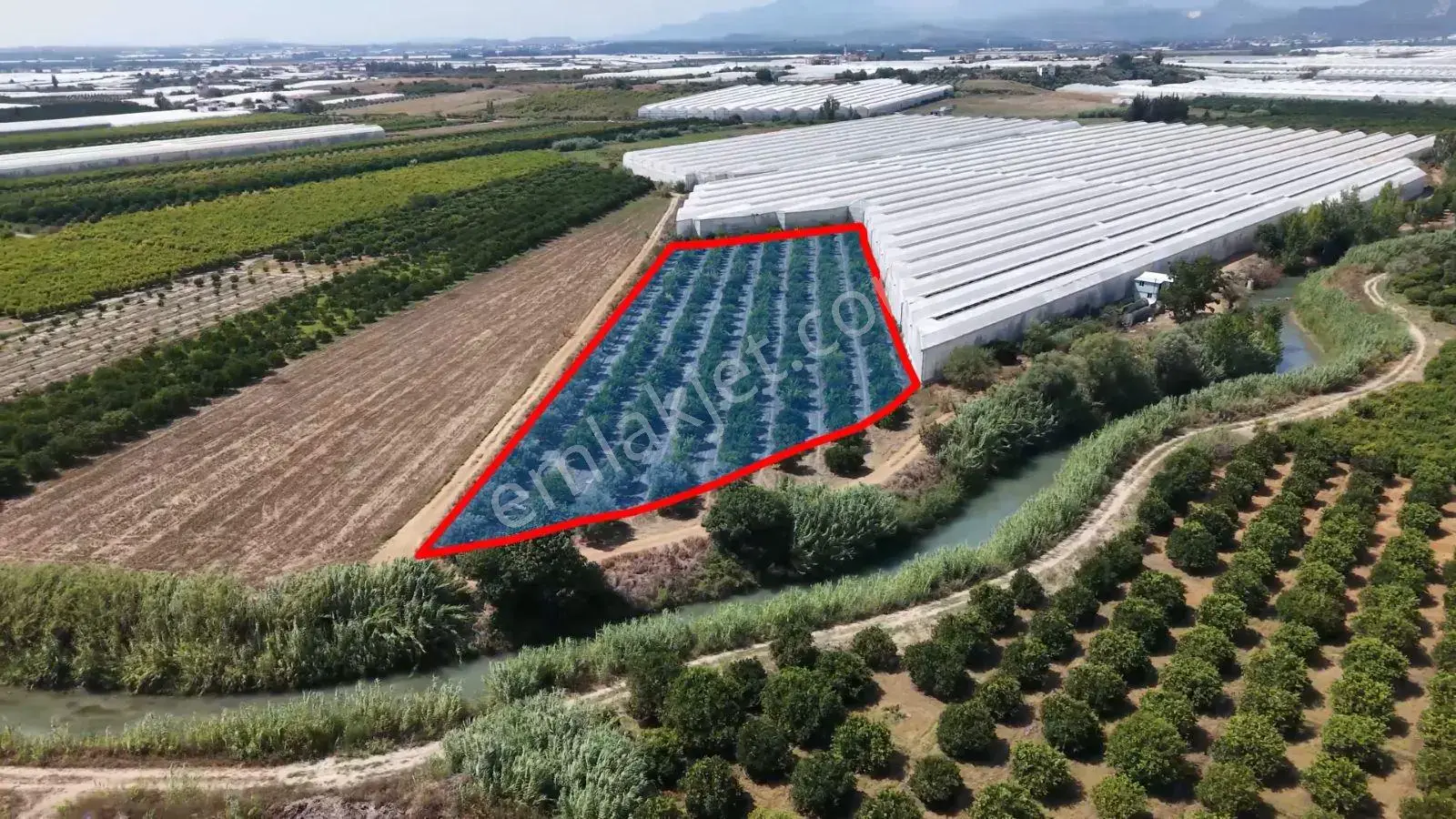 500 Adet Nar Ve Portakal Ağaçları İle Gelir Getiren Tarla — görsel 4