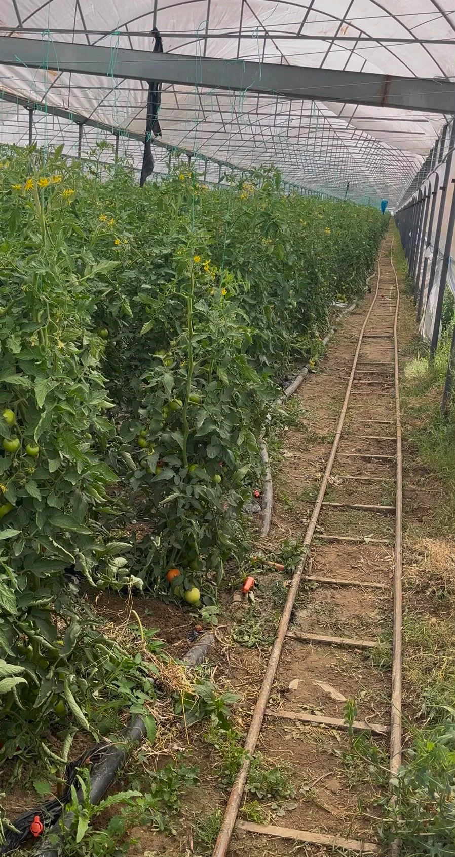 KORKUTELİ KOZAĞACI’NDA SERALI 9.903 M² SATILIK TARLA — görsel 2