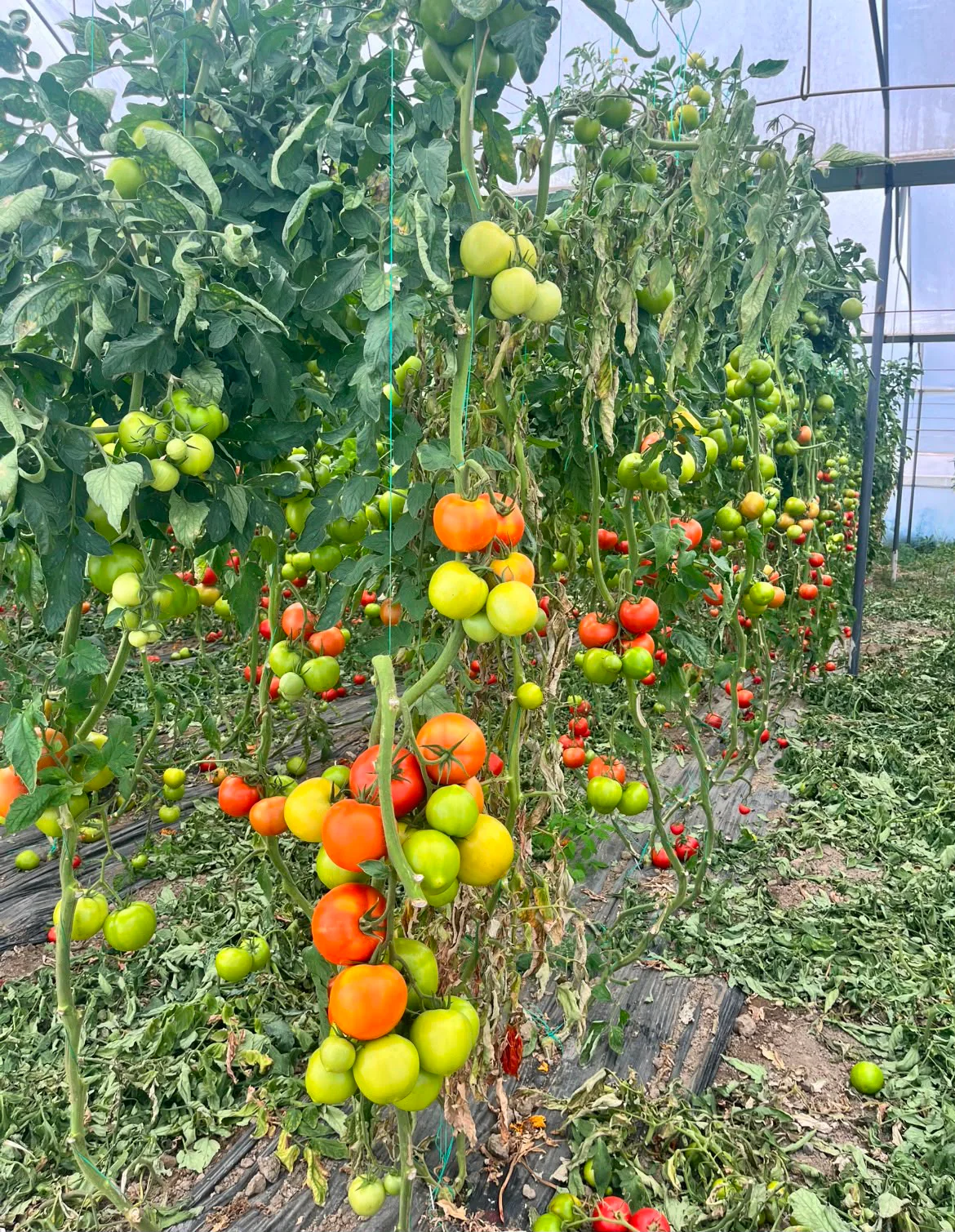 KORKUTELİ KOZAĞACI’NDA SERALI 9.903 M² SATILIK TARLA — görsel 1