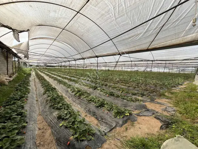 Kemerağzı'nda Asfalt Yola Sıfır 4.450 M2 Çilek Tarlası — görsel 2