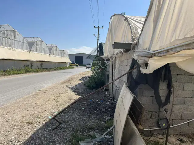 Kemerağzı'nda Asfalt Yola Sıfır 4.450 M2 Çilek Tarlası — görsel 7