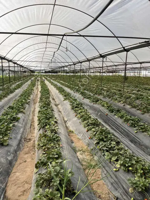Kemerağzı'nda Asfalt Yola Sıfır 4.450 M2 Çilek Tarlası — görsel 8