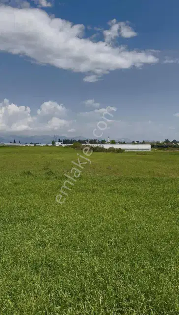 Ayşe Duvar'dan Aksu Kurşunluda 23.756 M² Dev Tarla Fırsatı