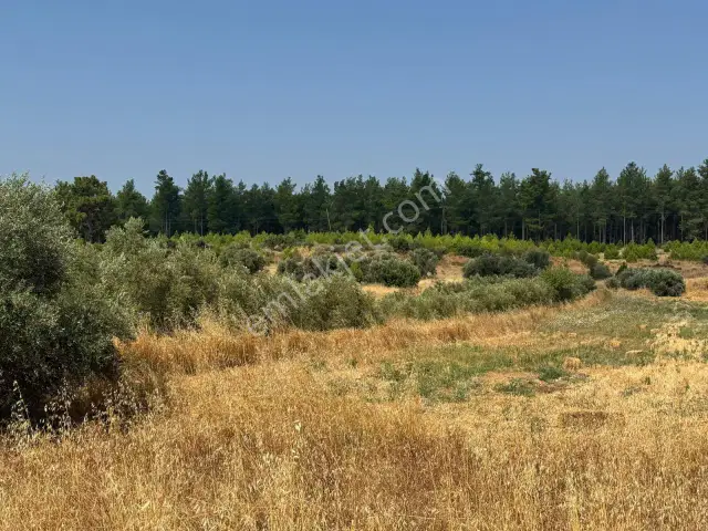 Antalya Kurşunlu'da Asat Su Aboneli Yatırımlık Tarla