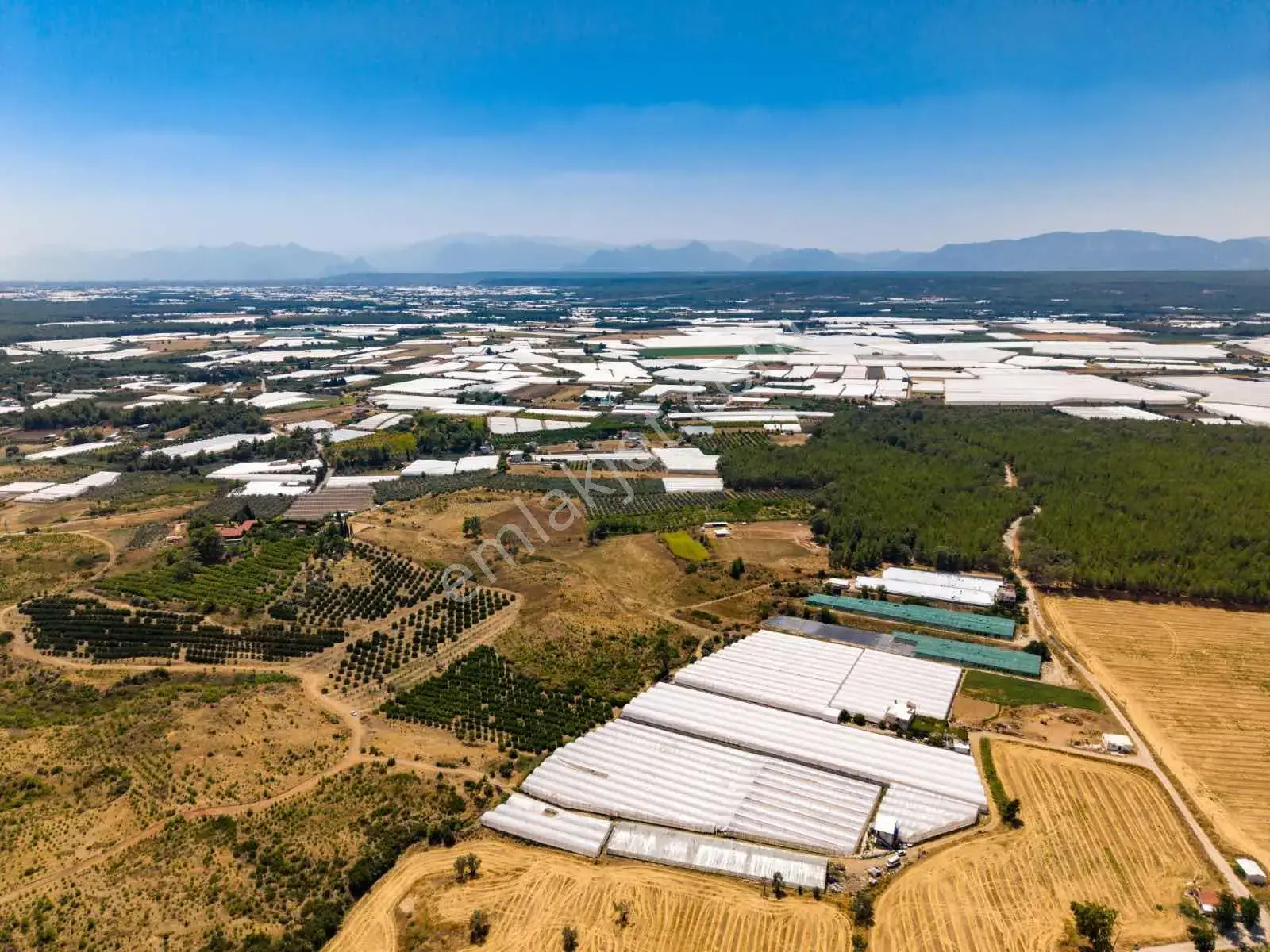 Aksu Kurşunluda 32.826 M² Bakımlı Portakal Bahçesi 1.200 Ağaçlı — görsel 2