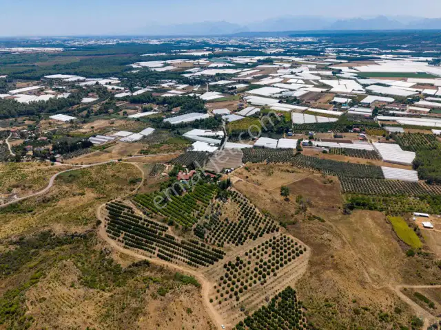 Aksu Kurşunluda 32.826 M² Bakımlı Portakal Bahçesi 1.200 Ağaçlı — görsel 5