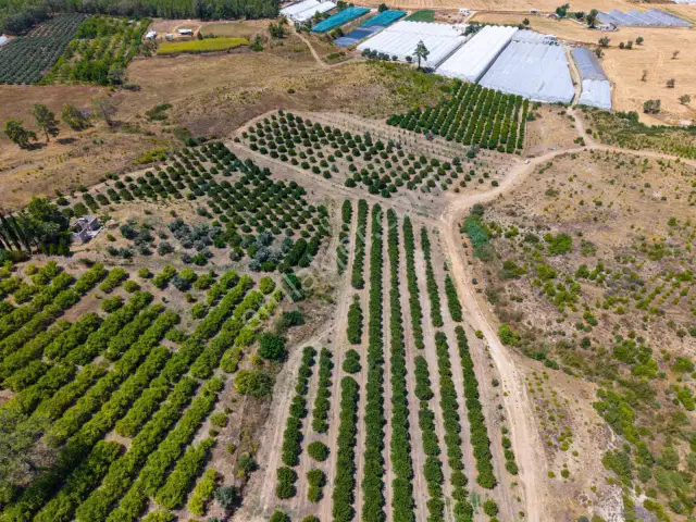 Aksu Kurşunluda 32.826 M² Bakımlı Portakal Bahçesi 1.200 Ağaçlı — görsel 7