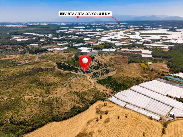Aksu Kurşunluda 32.826 M² Bakımlı Portakal Bahçesi 1.200 Ağaçlı — görsel 12