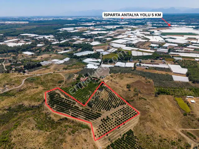 Aksu Kurşunluda 32.826 M² Bakımlı Portakal Bahçesi 1.200 Ağaçlı — görsel 13