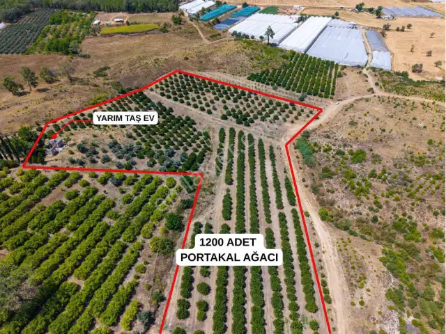 Aksu Kurşunluda 32.826 M² Bakımlı Portakal Bahçesi 1.200 Ağaçlı — görsel 14