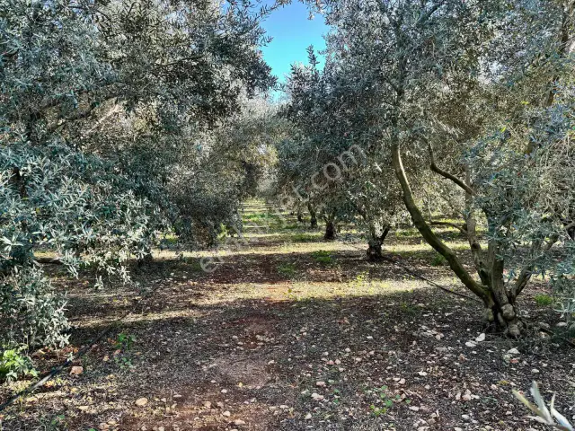 Aksu Yeşilkaramanda 5.592 M² Depo Yapımına Uygun Arazi — görsel 6