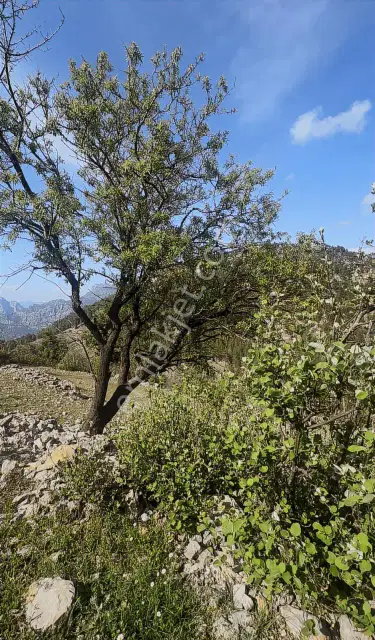 Antalya Akseki Kepez De 30.450 M² Doğa İçinde Yatırımlık Arazi — görsel 4