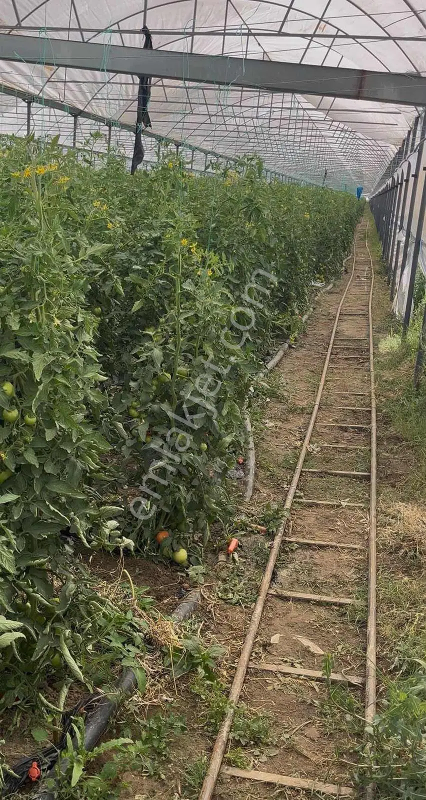 Korkuteli Kozağacında Seralı 9.903 M² Satılık Tarla — görsel 2