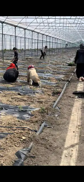 Korkuteli Kozağacında Seralı 9.903 M² Satılık Tarla — görsel 5
