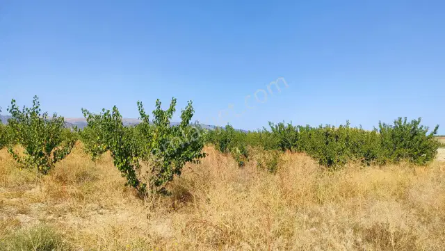Isparta Senirkent Büyükkabaca'da Satılık Tarla — görsel 6