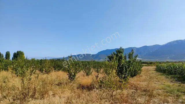 Isparta Senirkent Büyükkabaca'da Satılık Tarla — görsel 7