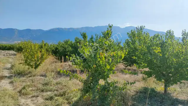 Isparta Senirkent Büyükkabaca'da Satılık Tarla — görsel 8