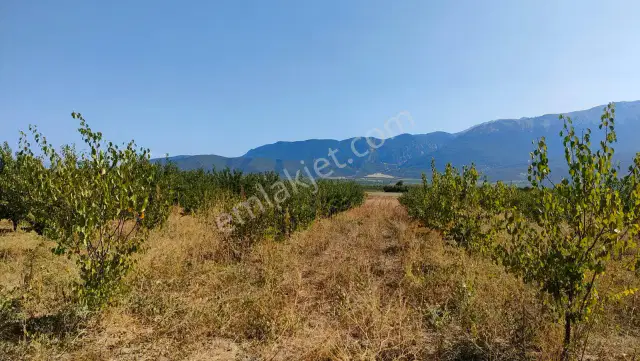 Isparta Senirkent Büyükkabaca'da Satılık Tarla — görsel 9